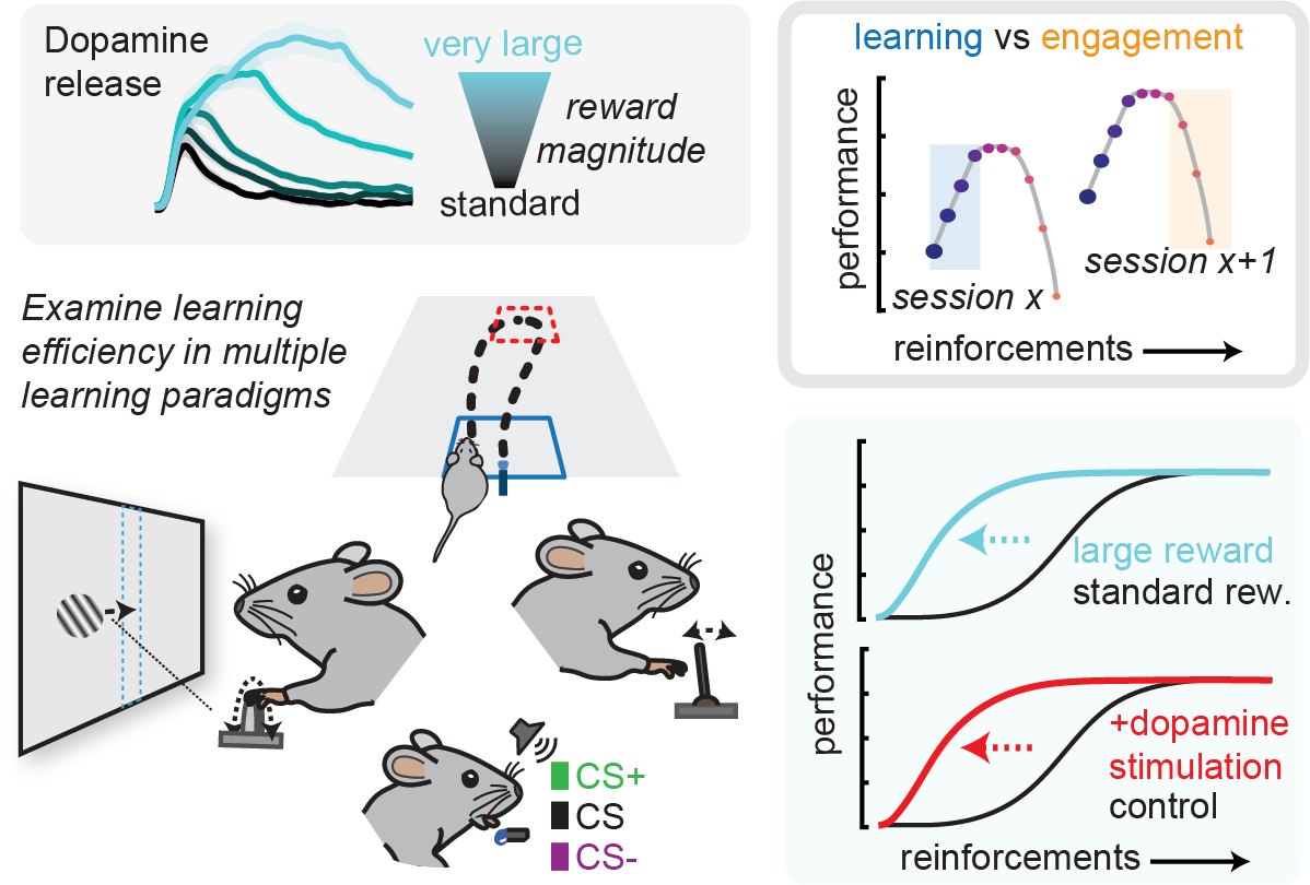 Graphical abstract about reward magnitude and learning efficiency